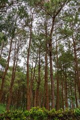 Fototapeta premium beautiful blue sky high peak mountains mist fog wildlife green forest at Khao Koh, Phu Tub Berk, Phetchabun, Thailand guiding idea long weekend for backpacker camping campfire relaxing hiking
