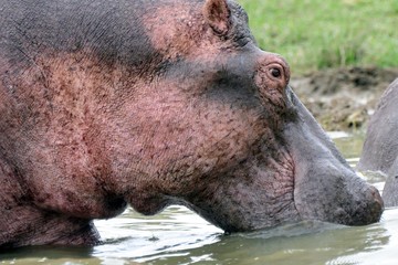 Nile hippo, Queen Elizabeth National Park, Uganda