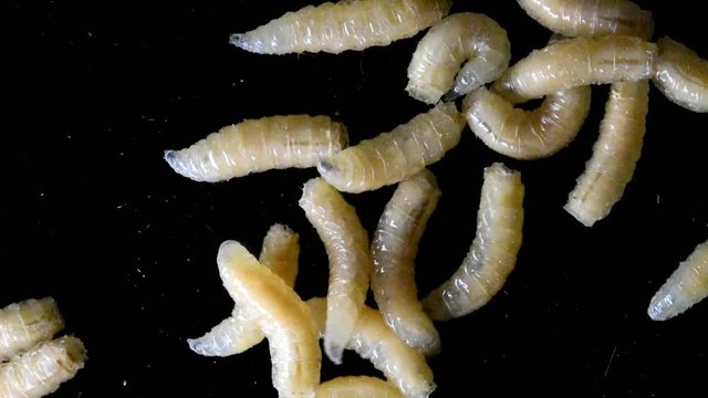 Wriggling maggots.