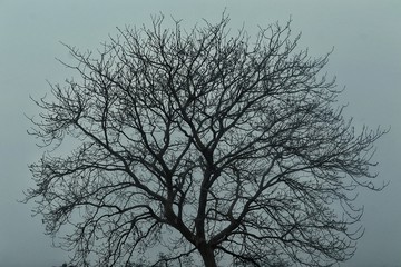 Silhouette Tree On Sky Background.