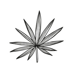 Single hand drawn leaf of Chamaerops palm, exotic tropical leaf. In doodle style, black outline isolated on white background. Cute element for card, social media banner, sticker. Vector illustration
