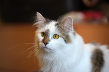 beautiful cute fluffy white cat with a spot