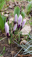 Closeup of first flowers on flowerbed. Plant bulb sprouts on brown soil background. Macro of crocus flowers with purple white petals and buds. Focus on foreground and blurry background.