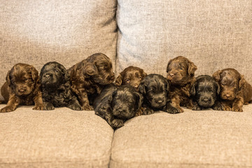 Nine brand new little groodle puppies, sometimes called godlendoodles 