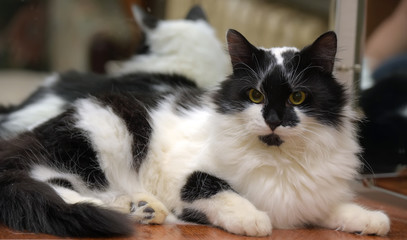 beautiful fluffy  black with white cat