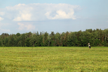 wild stork stands in the middle of a field of mowed grass against the background of the forest. bird perched on the hunt