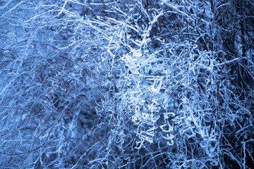 branches of plants in winter in hoarfrost and snow