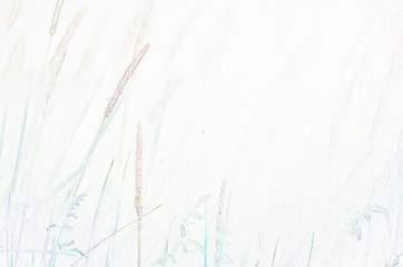 spikelets and grass in the meadow