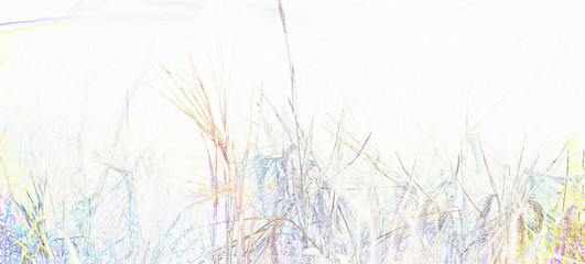  wild plants in the meadow