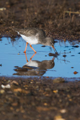 Redshank on low tide. His Latin name is Tringa totanus.