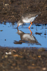 Redshank on low tide. His Latin name is Tringa totanus.