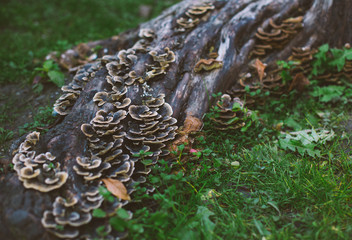 mushrooms on the tree