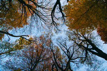 tree in autumn