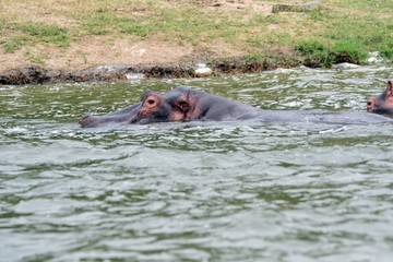 Obraz premium Nile hippo, Queen Elizabeth National Park, Uganda