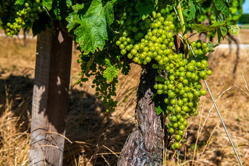 Fototapeta na wymiar Dojrzałe owoce wina