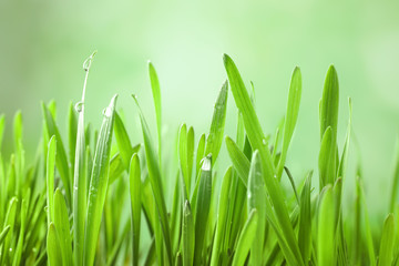 Fototapeta na wymiar Green lush grass with water drops on blurred background, closeup