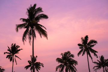 Tropical palm trees at sunset