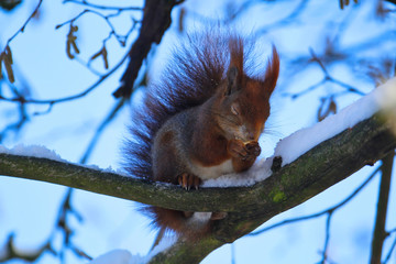 Cute red squirrel sitting on a snow covered branch in winter with eyes closed sleeping and draming...
