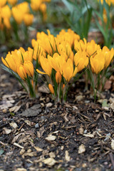 Flowering Crocus Flowers in Spring.