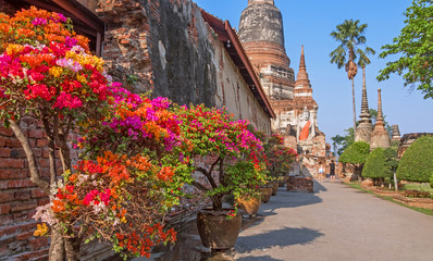 Bright flowering of colorful flowers at the entrance to the Buddhist temple in the spring season.Tourists take pictures of an ancient Buddha statue; travel and tourism concept