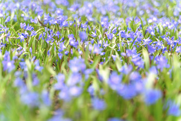 Blue scilla siberica flower in springtime in the forest