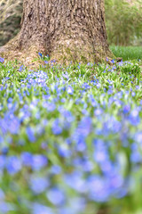 Blue scilla siberica flower in springtime in the forest