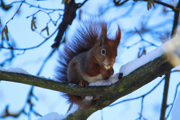 Cute red squirrel sitting on a snow covered branch in winter while eating a nut, sciurus vulgaris