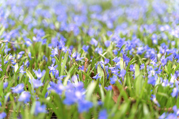 Blue scilla siberica flower in springtime in the forest