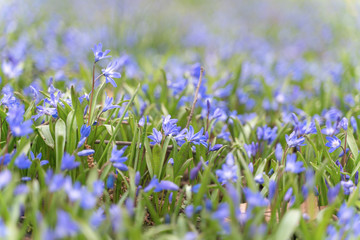 Blue scilla siberica flower in springtime in the forest
