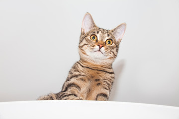 Surprised cat on light background