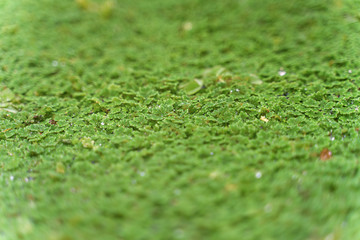 Close up green moss for texture and background. Selective focus.