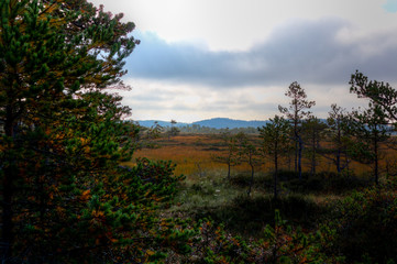 Obraz premium National park in Torronsuo, Tammela