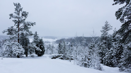 Winter landscape with trees and snow in Kuusisto