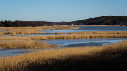 Bird breeding grounds in spring