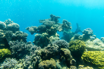 Naklejka na ściany i meble Coral reef in the ocean