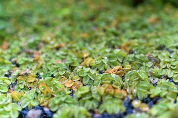 green leaf background texture