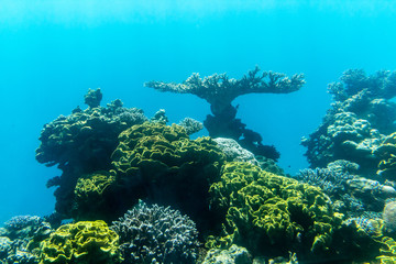 Coral reef in the ocean © Taija Oksanen