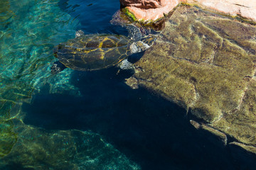 Sea turtle in the sea center