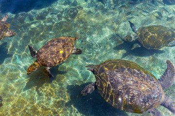 Sea turtles in the sea center