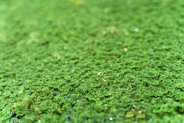 Naklejka premium Close up green moss for texture and background. Selective focus.