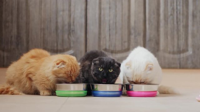 Three cats, white, dark gray and ginger, eating dry pet food from metal bowls on the kitchen floor.