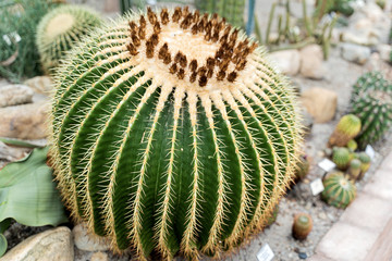 Golden ball cactus or Echinocactus grusonii