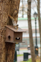 Squirrel on a birdhouse