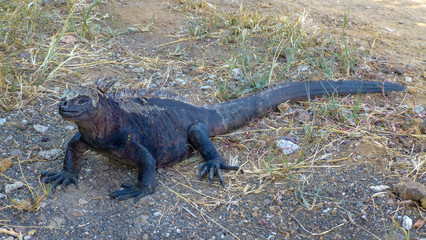 Black iguana marina in Galapagos Island