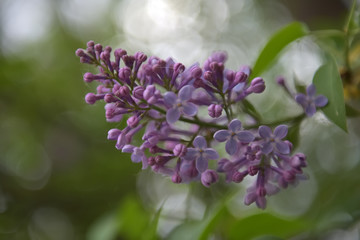 Fototapeta na wymiar purple lilac on a branch