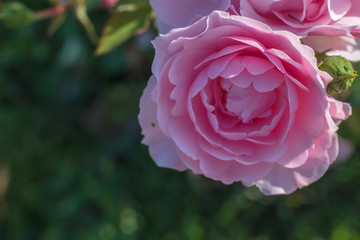 a large rose with a soft blur
