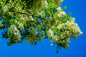 Abundant flowering branch of acacia Robinia pseudoacacia, false acacia against blue cloudless sky. Close-up. Black locust, false acacia or Robinia pseudoacacia. Nature concept for design.