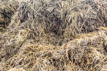 Manure mixed with straw is prepared to fertilize the fields. Close-up . Dairy farm. Podlasie, Poland.