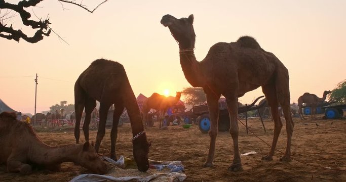 Camels at Pushkar mela camel fair festival in field eating chewing at sunrise. Pushkar, Rajasthan, India