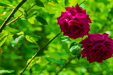 Red roses blossom in garden on blurry background of evergreens. Selective focus. Love story. Calmness and relaxation. Lyrical motif for design. There is place for text